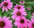 Echinacea Herb P.E.